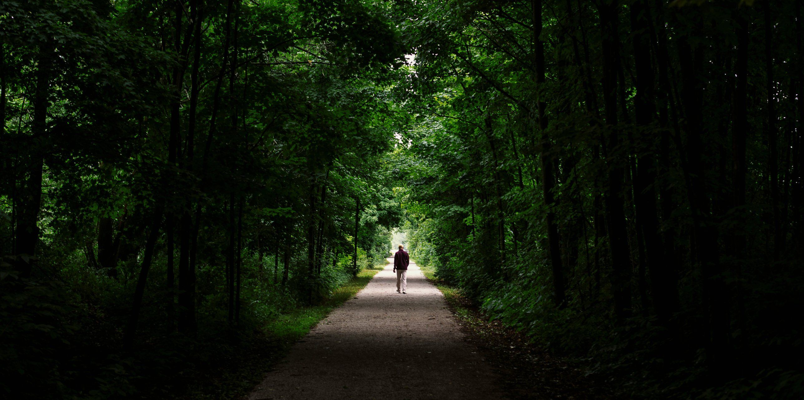 A lone walker on a gravel path through a tunnel of deep green trees.